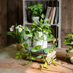 Artificial Devil's Ivy Plant In White Pot -Eds Plant Shop artificial devils ivy plant in white pot 704530