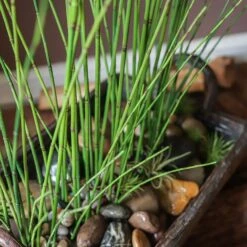 Artificial Faux Rough Horsetail Plant Long Stem 54" Tall -Eds Plant Shop artificial faux rough horsetail plant long stem 54 tall 126710