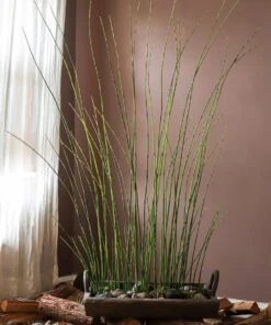 Artificial Faux Rough Horsetail Plant Long Stem 54" Tall -Eds Plant Shop artificial faux rough horsetail plant long stem 54 tall 257024