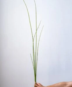 Artificial Faux Rough Horsetail Plant Long Stem 54" Tall -Eds Plant Shop artificial faux rough horsetail plant long stem 54 tall 296653