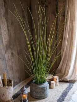 Artificial Faux Rough Horsetail Plant Long Stem 54" Tall -Eds Plant Shop artificial faux rough horsetail plant long stem 54 tall 326786