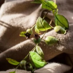 Artificial Fruit Green Papaya Stem 24" Tall Silk Plant -Eds Plant Shop artificial fruit green papaya stem 24 tall silk plant 898002