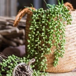 Artificial Hanging Succulent – 28" Teardrop (Real-Touch Finish) -Eds Plant Shop artificial hanging succulent 28 teardrop real touch finish 304154