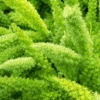 Asparagus Meyerii Fern - Foxtail Fern -Eds Plant Shop asparagus meyerii fern foxtail fern 254539