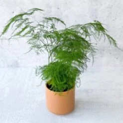 Asparagus Plumosa - Asparagus Fern 8 Asparagus Plumosa - Asparagus Fern -Eds Plant Shop asparagus plumosa asparagus fern 35 inch 700238