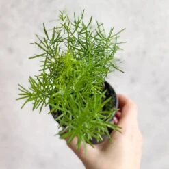 Asparagus Plumosa - Asparagus Fern 9 Asparagus Plumosa - Asparagus Fern -Eds Plant Shop asparagus plumosa asparagus fern 35 inch 801827