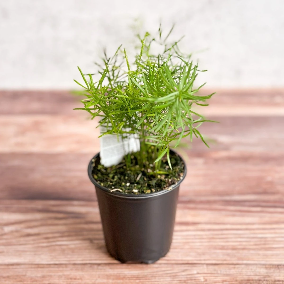 Asparagus Plumosa - Asparagus Fern 4 Asparagus Plumosa - Asparagus Fern - Image 2
