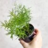 Asparagus Plumosa - Asparagus Fern