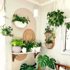 Aspect Growlight | Pendant Style LED Indoor Plant Light 27 Aspect Growlight | Pendant Style LED Indoor Plant Light -Eds Plant Shop aspect led growlight shipping only 153361