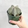 Astrophytum Retusa - Star Cactus -Eds Plant Shop astrophytum retusa star cactus 202956
