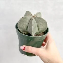 Astrophytum Retusa - Star Cactus