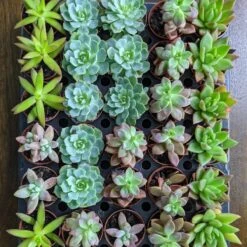 Baby Cacti/Succulents - 5 Inch -Eds Plant Shop baby cactisucculents 5 inch 287721