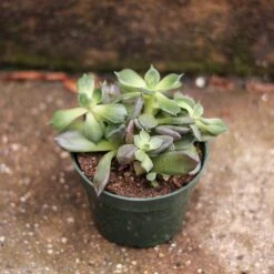 Baby Cacti/Succulents - 5 Inch -Eds Plant Shop baby cactisucculents 5 inch 591552