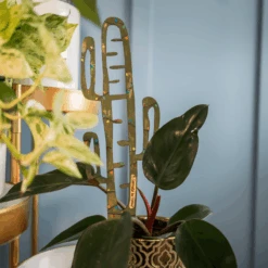 BARE™ Cactrella™ - Customizable Wooden Plant Support - Inspired By The Barrel Cactus -Eds Plant Shop bare cactrella customizable wooden plant support inspired by the barrel cactus 1699599