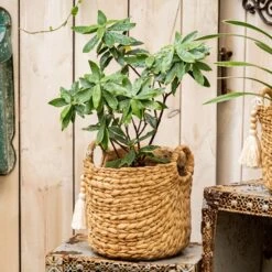 Basket Weave Cement Planter - Various Sizes -Eds Plant Shop basket weave cement planter various sizes 765684