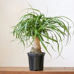 Beaucarnea Recurvata 'Ponytail Palm' -Eds Plant Shop beaucarnea recurvata ponytail palm 730644