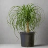 Beaucarnea Recurvata 'Ponytail Palm' Floor Plant 2 Beaucarnea Recurvata 'Ponytail Palm' Floor Plant -Eds Plant Shop beaucarnea recurvata ponytail palm floor plant 692241