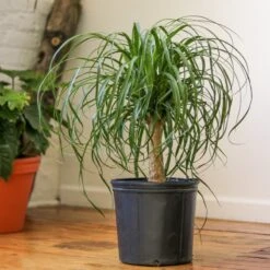 Beaucarnea Recurvata 'Ponytail Palm' -Eds Plant Shop beaucarnea recurvata ponytail palm various sizes 161030