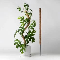 Bendable & Stackable Coco Coir Pole: Support For Climbing Plants