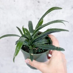 Microsorum Thailandicum - Blue Oil Fern -Eds Plant Shop blue oil fern3