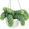 Burro's Tail Succulent - Sedum Morganianum Hanging Basket -Eds Plant Shop burros tail succulent sedum morganianum hanging basket 682671