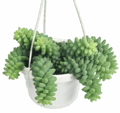 Burro's Tail Succulent - Sedum Morganianum Hanging Basket