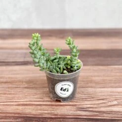 Burro's Tail Succulent - Sedum Morganianum Hanging Basket -Eds Plant Shop burros tail succulent sedum morganianum various sizes 820776 1