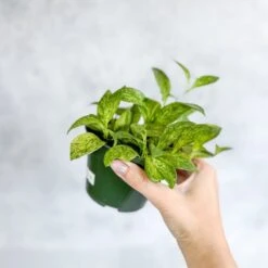 Aeschynanthus Micranthus Variegata -Eds Plant Shop buy aeschynanthus micranthus variegata eds plant shop 336597