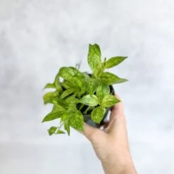 Aeschynanthus Micranthus Variegata -Eds Plant Shop buy aeschynanthus micranthus variegata eds plant shop 518089