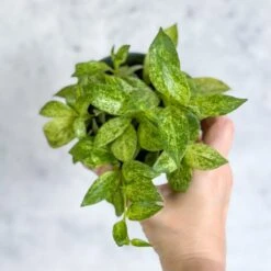 Aeschynanthus Micranthus Variegata -Eds Plant Shop buy aeschynanthus micranthus variegata eds plant shop 873800