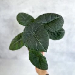 Alocasia 'Nebula' – Ed's Plant Shop -Eds Plant Shop buy alocasia nebula eds plant shop 187977