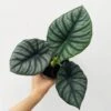 Alocasia 'Nebula' – Ed's Plant Shop -Eds Plant Shop buy alocasia nebula eds plant shop 578097