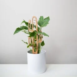 Cactrella - Plant Trellis Inspired By The Barrel Cactus -Eds Plant Shop cactrella plant trellis inspired by the barrel cactus 671166