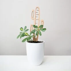 Cactrella - Plant Trellis Inspired By The Barrel Cactus -Eds Plant Shop cactrella plant trellis inspired by the barrel cactus 947887