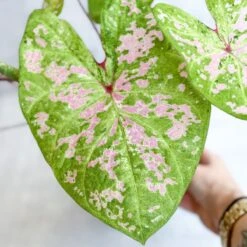 Caladium - Assorted Foliage Varieties -Eds Plant Shop caladium assorted foliage varieties 100040