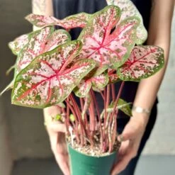 Caladium - Assorted Foliage Varieties -Eds Plant Shop caladium assorted foliage varieties 106764