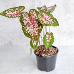 Caladium - Assorted Foliage Varieties -Eds Plant Shop caladium assorted foliage varieties 194784