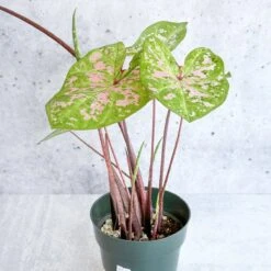 Caladium - Assorted Foliage Varieties -Eds Plant Shop caladium assorted foliage varieties 550165
