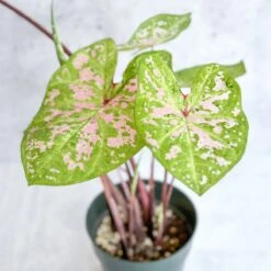 Caladium - Assorted Foliage Varieties -Eds Plant Shop caladium assorted foliage varieties 811449