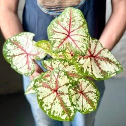 Caladium - Assorted Foliage Varieties -Eds Plant Shop caladium assorted foliage varieties 993464