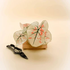 Caladium Bicolor ‘Snow’ – White & Green Heart-Shaped Foliage | Tropical Shade Plant