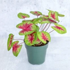 Caladium 'Fiesta' - Fiesta Caladium