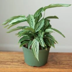 Calathea Elliptica 'Vittata' - Various Sizes -Eds Plant Shop calathea elliptica vittata various sizes 380331