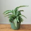 Calathea Elliptica 'Vittata' - Various Sizes -Eds Plant Shop calathea elliptica vittata various sizes 706653