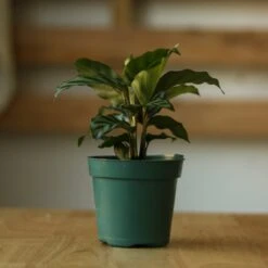 Calathea Leopardina - Concinna 'Freddie' -Eds Plant Shop calathea leopardina concinna freddie various sizes 657832