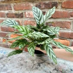 Calathea Leopardina - Concinna 'Freddie' -Eds Plant Shop calathea leopardina concinna freddie various sizes 878278