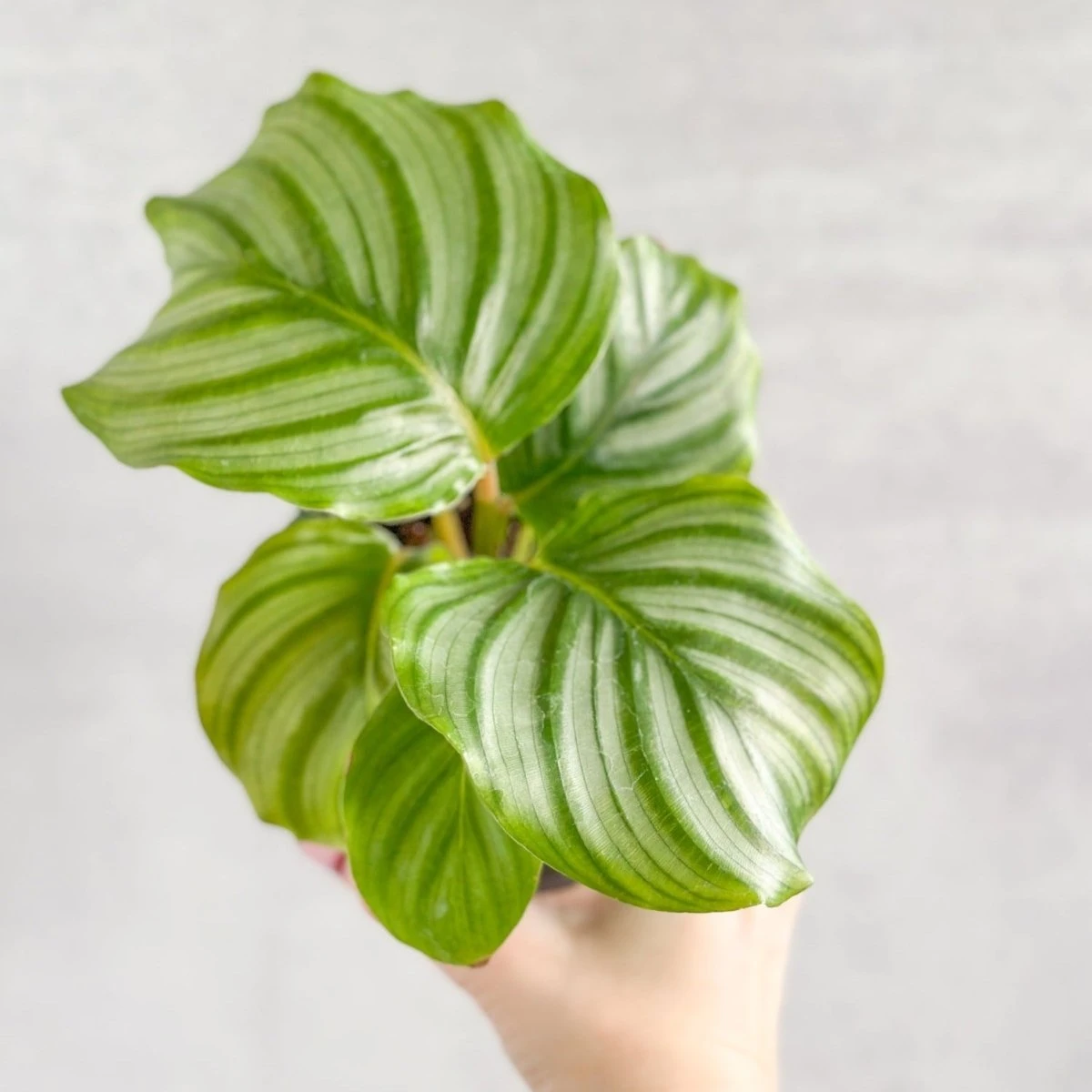 Calathea Orbifolia - Round Leaf Prayer Plant - Various Sizes 6 Calathea Orbifolia - Round Leaf Prayer Plant - Various Sizes - Image 4