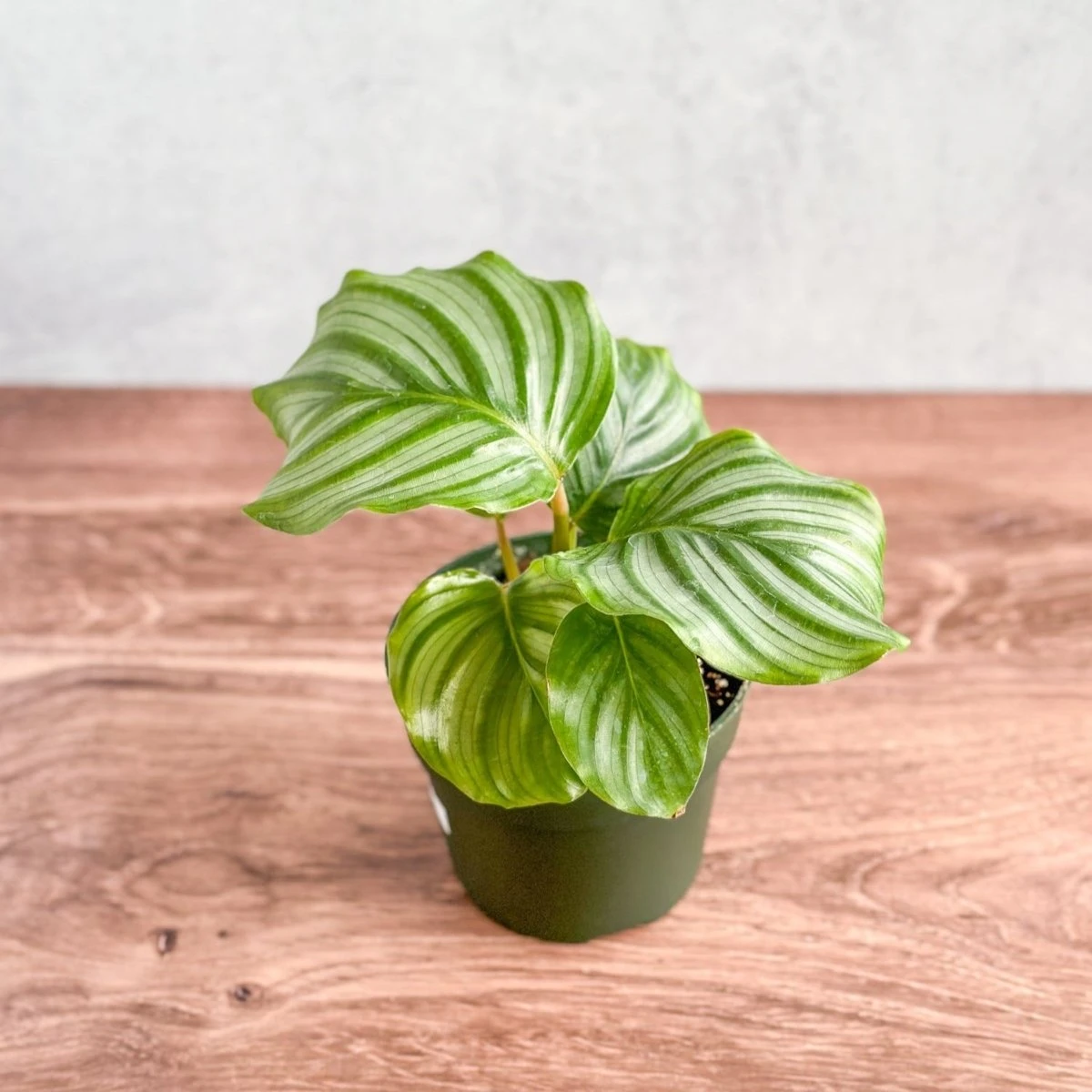 Calathea Orbifolia - Round Leaf Prayer Plant - Various Sizes 4 Calathea Orbifolia - Round Leaf Prayer Plant - Various Sizes - Image 2
