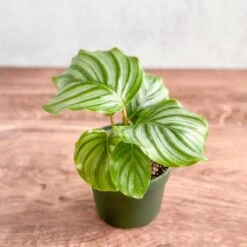 Calathea Orbifolia - Round Leaf Prayer Plant - Various Sizes 8 Calathea Orbifolia - Round Leaf Prayer Plant - Various Sizes -Eds Plant Shop calathea orbifolia round leaf prayer plant various sizes 888110