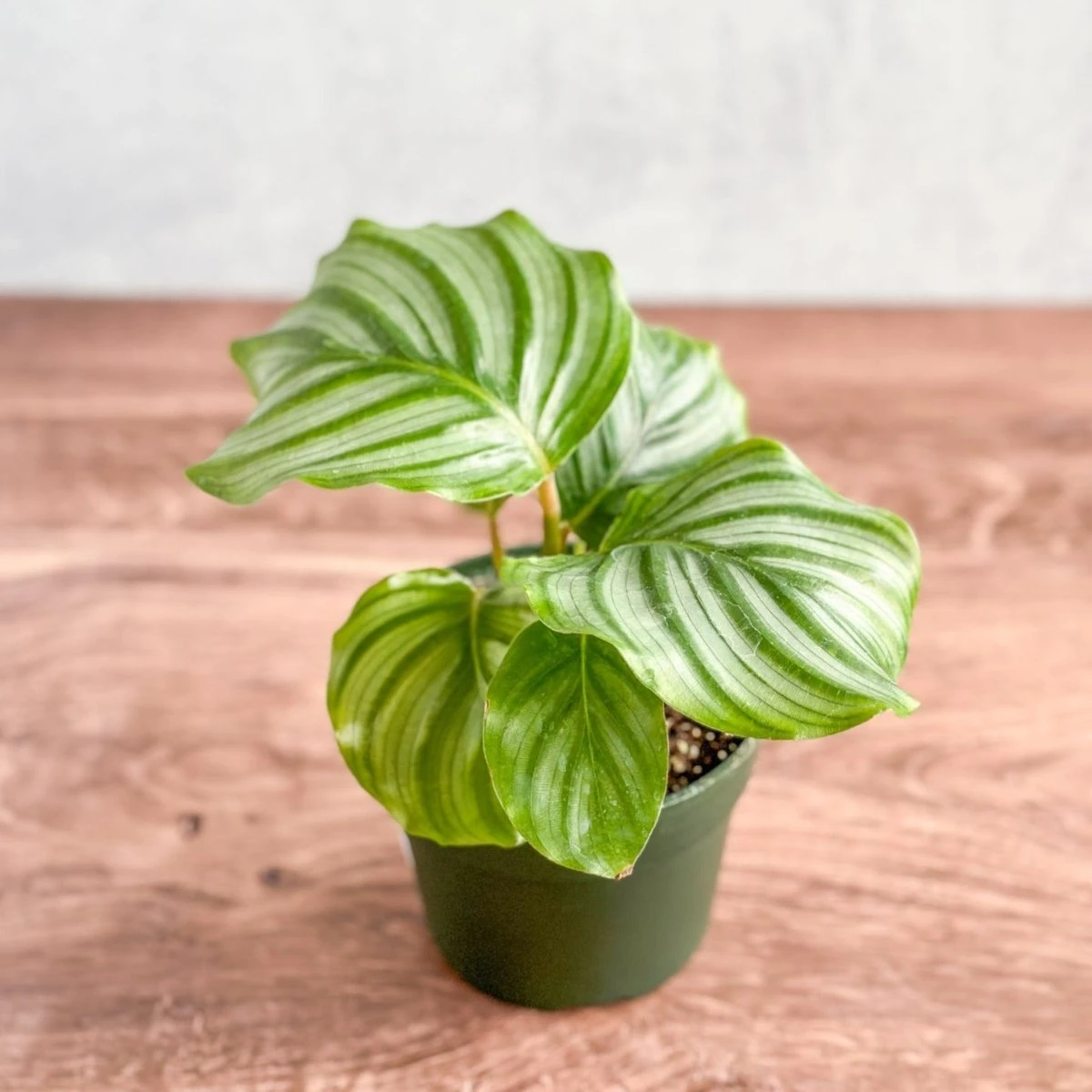Calathea Orbifolia - Round Leaf Prayer Plant - Various Sizes 5 Calathea Orbifolia - Round Leaf Prayer Plant - Various Sizes - Image 3